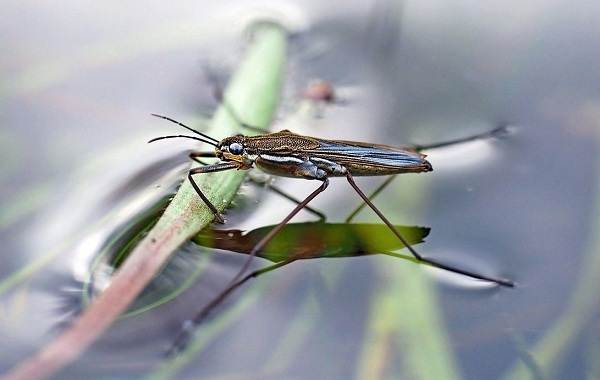 Водомерка-насекомое-Описание-особенности-виды-образ-жизни-и-среда-обитания-водомерки-2