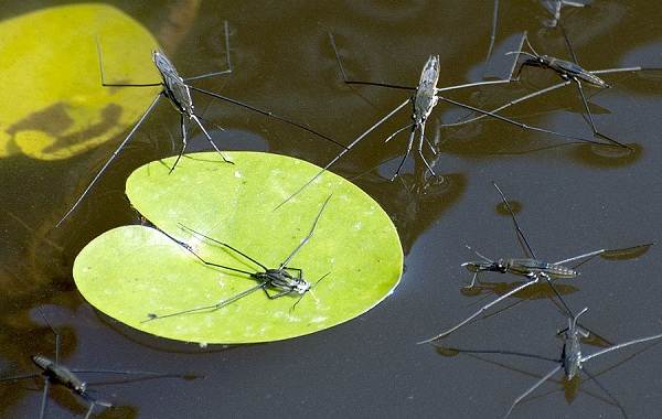 Водомерка-насекомое-Описание-особенности-виды-образ-жизни-и-среда-обитания-водомерки-5