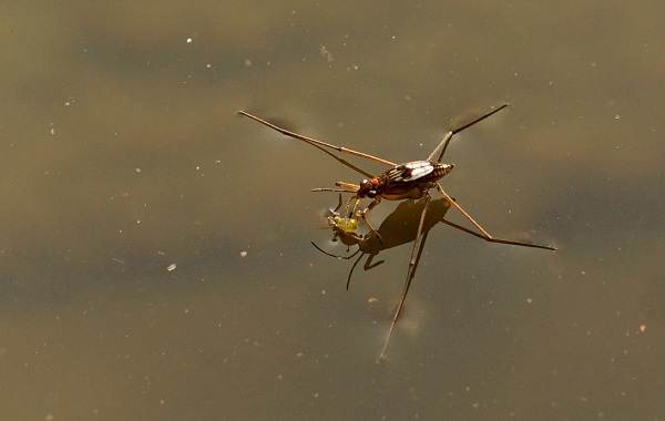 Водомерка-насекомое-Описание-особенности-виды-образ-жизни-и-среда-обитания-водомерки-1