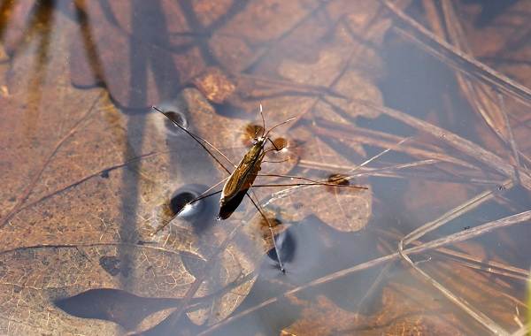 Водомерка-насекомое-Описание-особенности-виды-образ-жизни-и-среда-обитания-водомерки-7