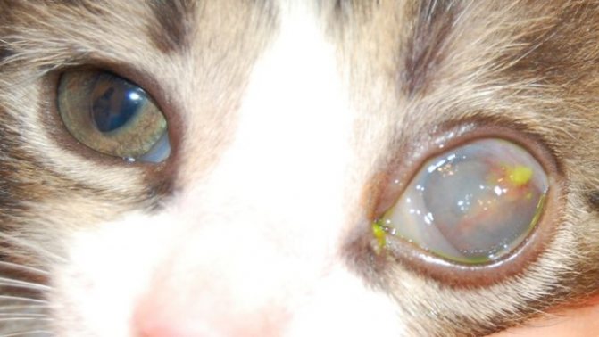 Воспаление глаза у кошки чем лечить, панофтальмит у кошек лечение Москва