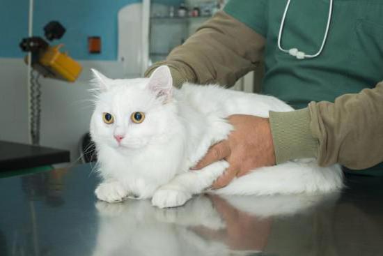 воспаление параанальных желез у кошек причины