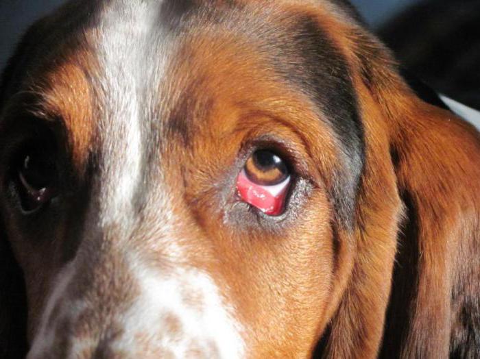Воспаленный глаз у собаки - конъюнктивит