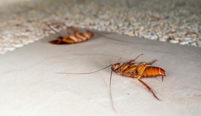 Воздействие отравы на тараканов