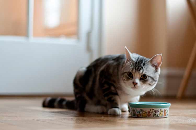 Возможные проблемы при приучении котенка к сухим кормам