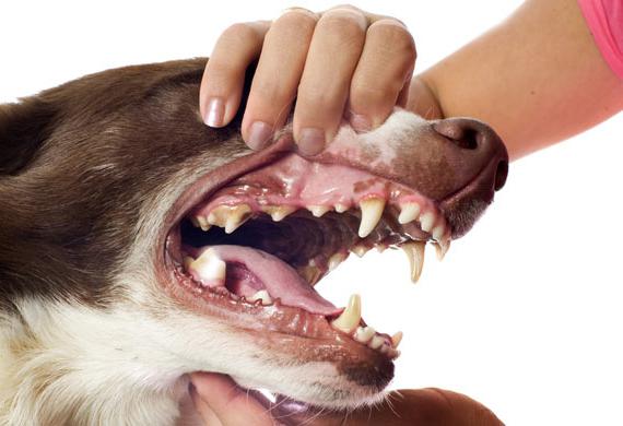 возраст собаки по зубам