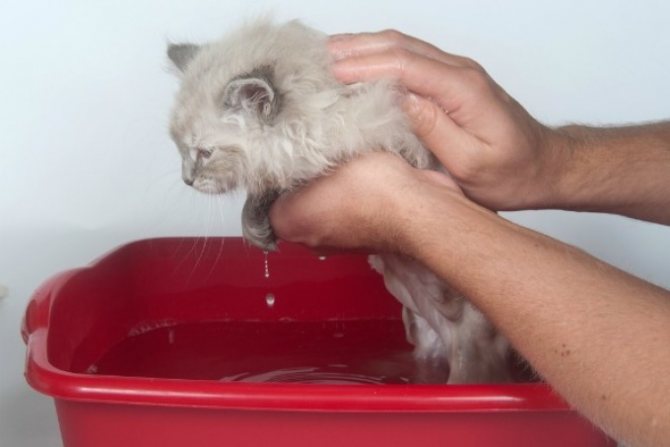 Впервые мыть котенка нужно в возрасте 3-4 месяцев.