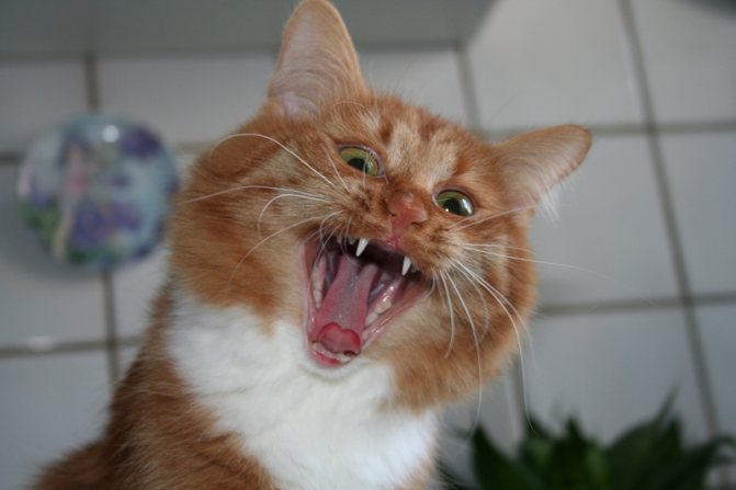 Вредна ли кошкам валерьянка побочные эффекты Подробно о том вредна ли кошкам валерьянка