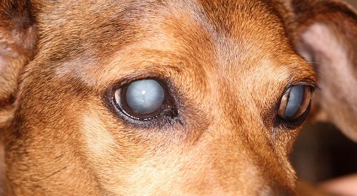 Все о зеркалах души: мутные глаза у собаки - самые вероятные причины пленки