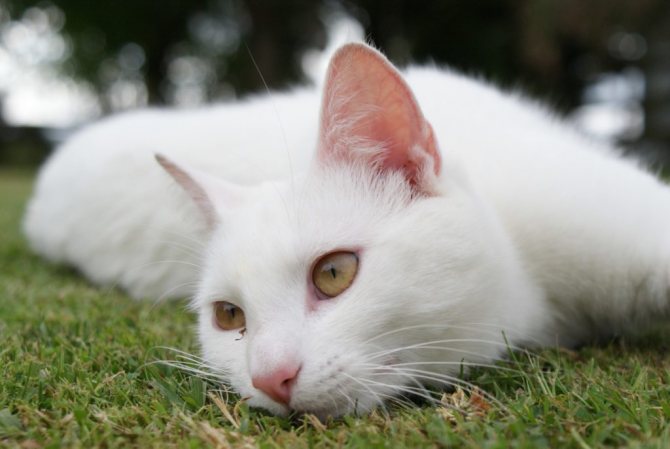 встретить белую кошку на улице