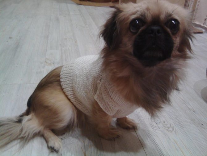 вязание спицами свитера собаке