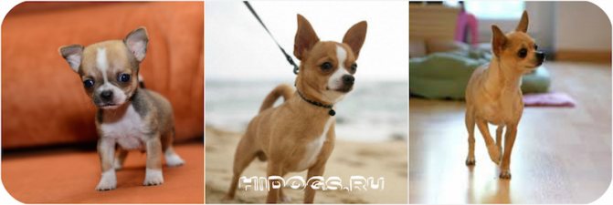 Вязка собак породы чихуахуа: особенности и нюансы, все что нужно знать.