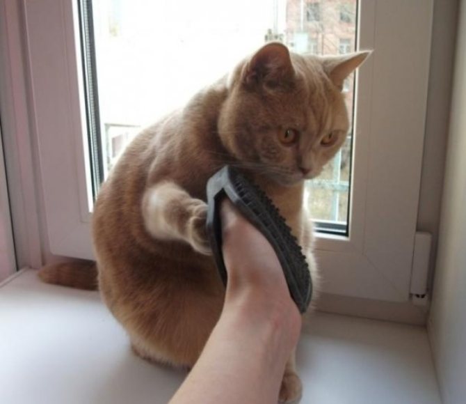 Вычесывание короткошерстной кошки щеткой-рукавицей.