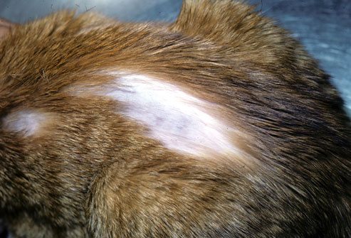 Выпадение шерсти у кошек при аутоиммунных заболеваниях
