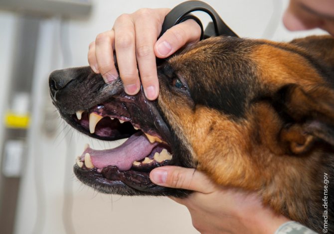 Выпадение зубов у собаки