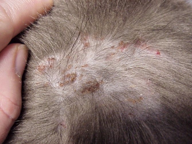Выстригать шерсть у кошки перед нанесением средства необязательно