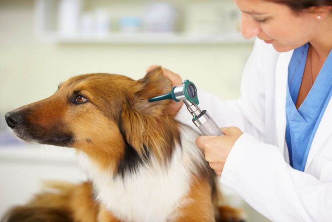 Выявление отомикоза у собаки ветеринаром