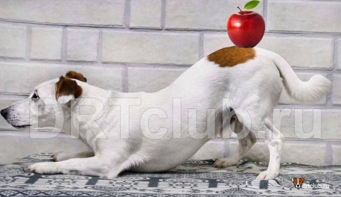 Яблоки собаке: можно или нельзя