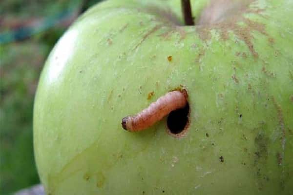 яблоневая плодожорка