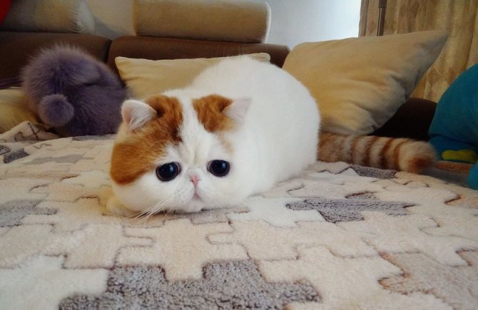 Японская кошка Снупи на ковре