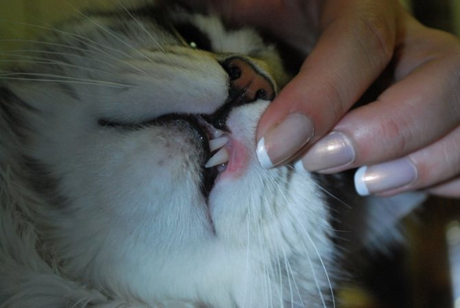 Язва на губе кошки