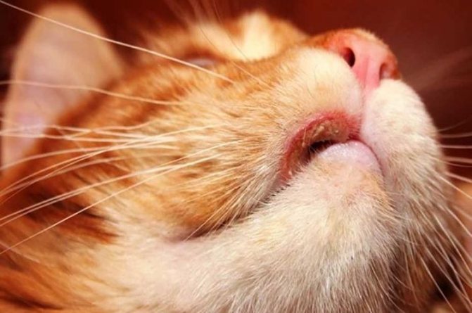 Язва у кошки на губе