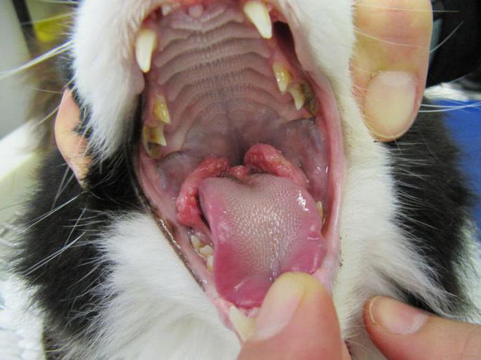 Язвенный стоматит с грануляциями кошки
