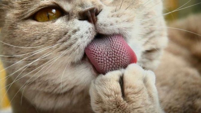 Язык кошки под микроскопом
