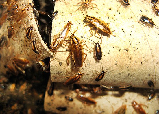 Зачастую жильцы помещений попросту не хотят тратить силы на уничтожение тараканов, так как считают, что вред от их присутствия невелик и опасности они не представляют.