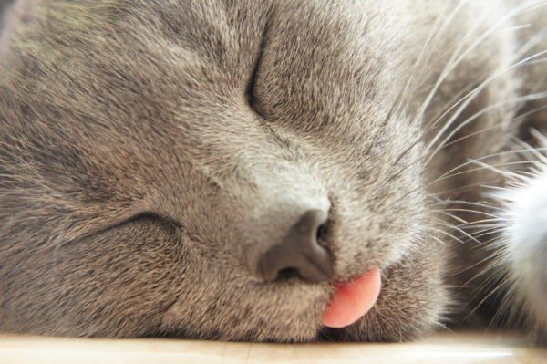 Зачем кошка высовывает кончик языка