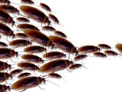 Заговор от тараканов как навсегда избавиться от насекомых в квартире