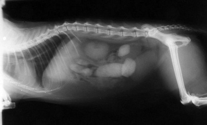 Закупорка кишечника у котов: рентгеновский снимок