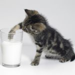 Заменитель молока для котят - какой лучше вибрать