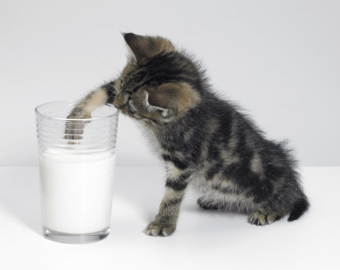 Заменитель молока для котят - какой лучше вибрать
