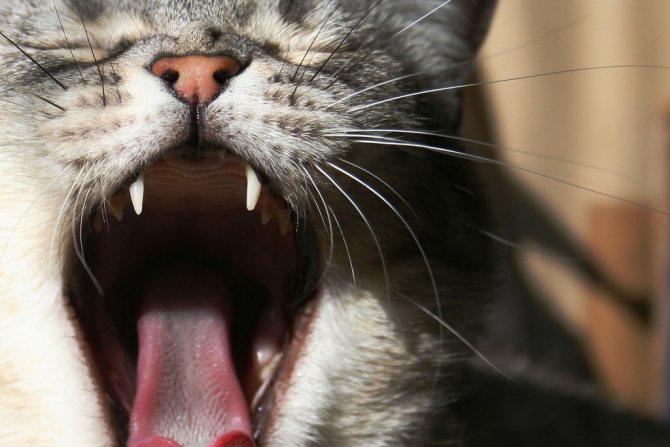 запах изо рта у кошек из-за заболеваний носоглостки