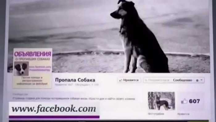 запустите объявление в соцсети о пропаже собаки