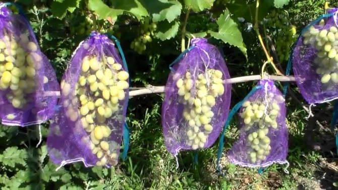 защита винограда от ос