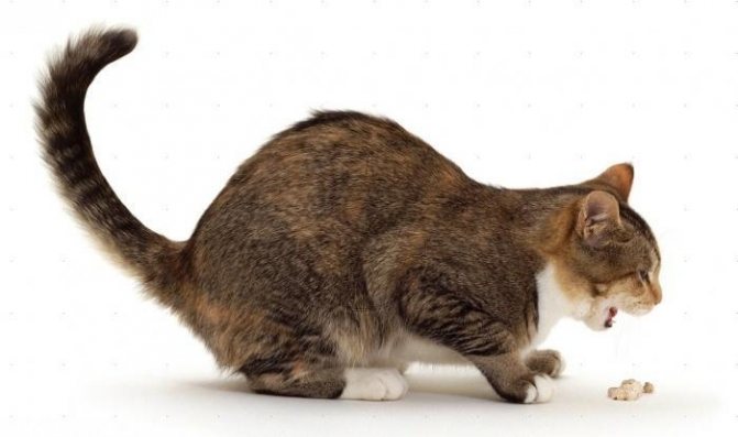 Заворот кишок у кошек: причины и симптомы, методы лечения