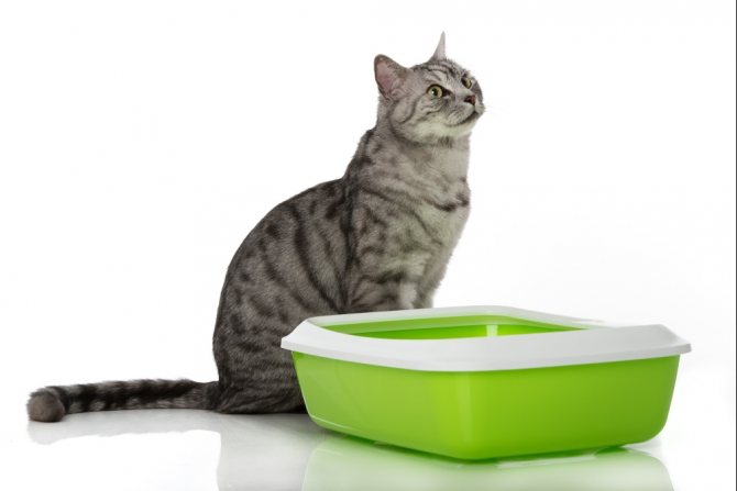 Зеленый кал у кошки - причины и лечение