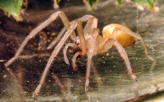 Желтый паук Сак (Cheiracanthium) Паук, размером едва достигающий 10 мм, своим ядом вызывает обширный некроз тканей в месте укуса. Это не смертельно, но крайне болезненно. Обитает золотистый паук в европейских странах, в Австралии и Канаде. Некоторые эксперты считают, что пауки это вида несут ответственность за большее число укусов, чем любые другие пауки.