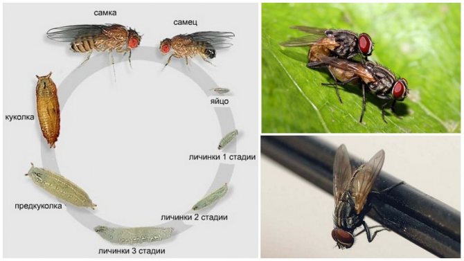 Жизненный цикл мухи обыкновенной