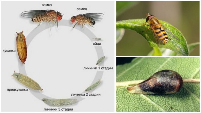 Жизненный цикл мухи журчалки