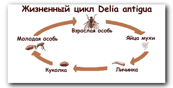 Схема развития мухи в картинках