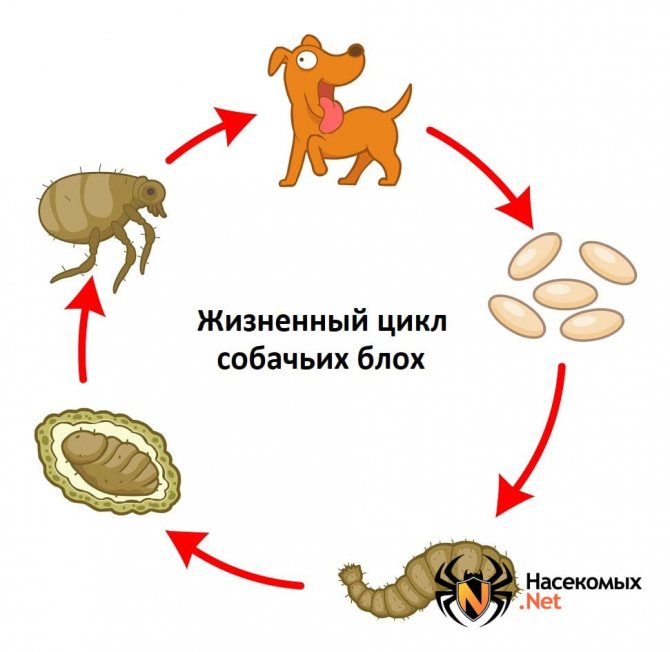 Жизненный цикл собачьих блох