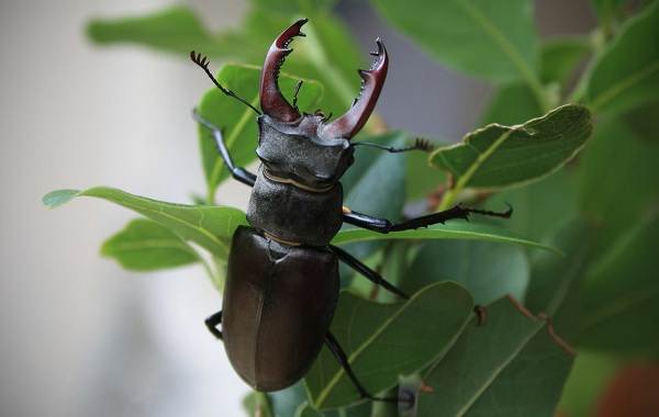 Жук-олень-насекомое-Описание-особенности-виды-поведение-и-среда-обитания-жука-оленя-1