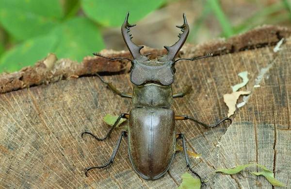 Жук-олень-насекомое-Описание-особенности-виды-поведение-и-среда-обитания-жука-оленя-17