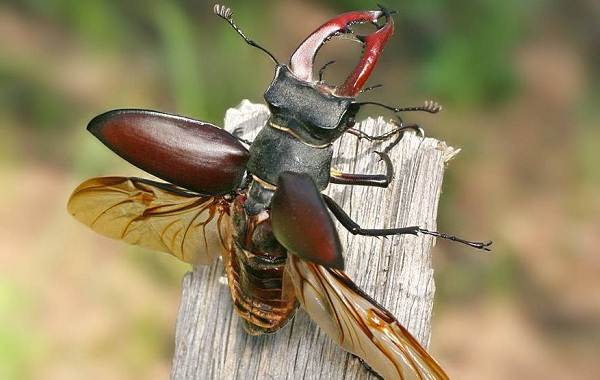 Жук-олень-насекомое-Описание-особенности-виды-поведение-и-среда-обитания-жука-оленя-6
