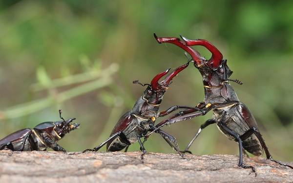 Жук-олень-насекомое-Описание-особенности-виды-поведение-и-среда-обитания-жука-оленя-8