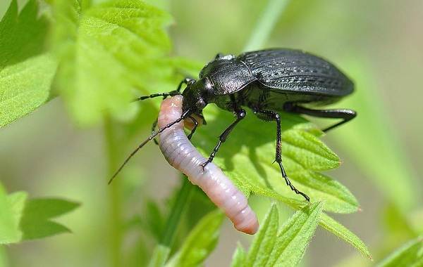 Жужелица-насекомое-Описание-особенности-виды-образ-жизни-и-среда-обитания-жужелицы-9