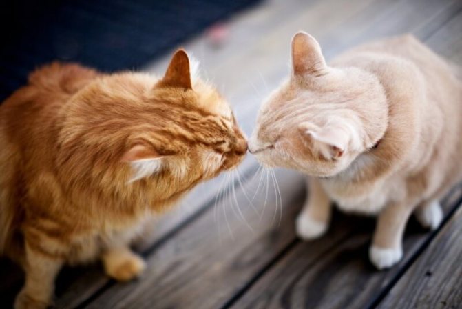 знакомство двух кошек